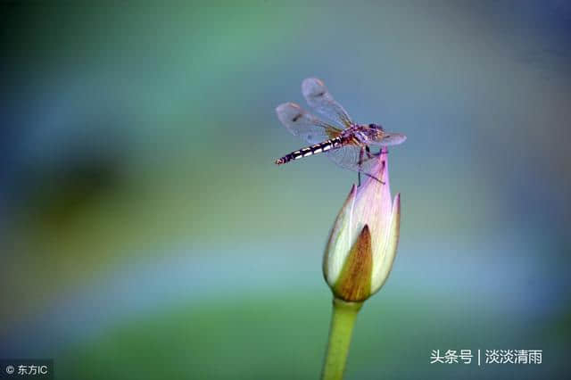 10首纳兰性德诗词欣赏