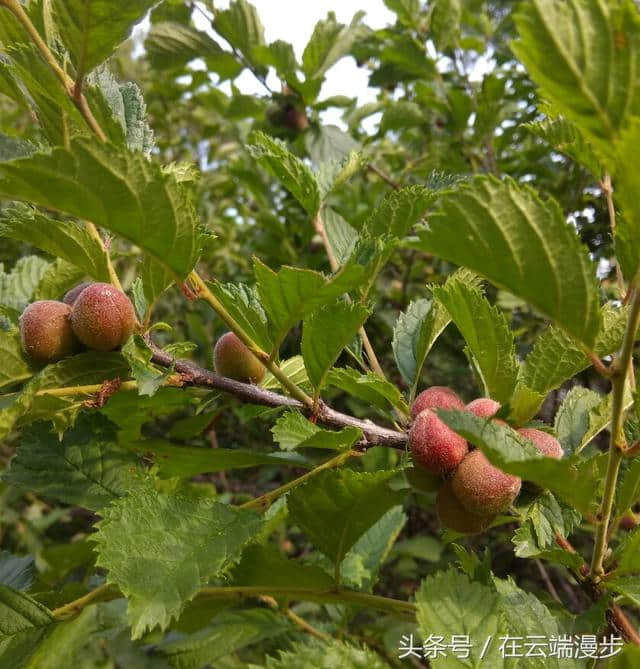 一支红杏出墙来，却劝君莫采