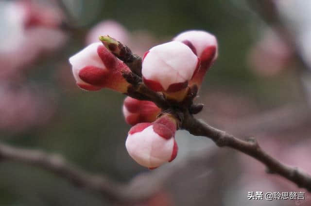 春游诗词精选四十三首 胜日寻芳泗水滨，无边光景一时新