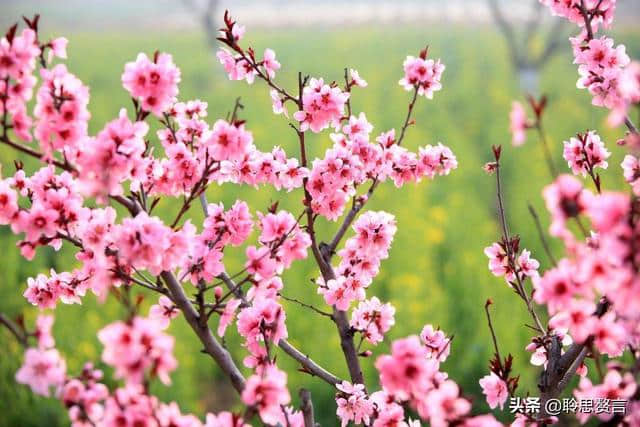 春游诗词精选四十三首 胜日寻芳泗水滨，无边光景一时新