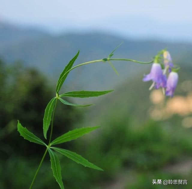 春游诗词精选四十三首 胜日寻芳泗水滨，无边光景一时新