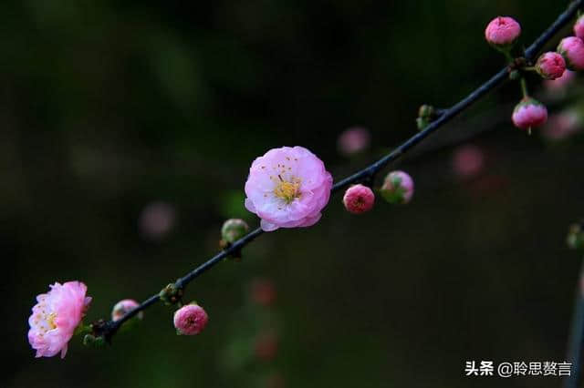 春游诗词精选四十三首 胜日寻芳泗水滨，无边光景一时新