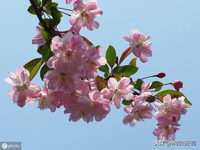 最美的38首海棠花诗词，只恐夜深花睡去，故烧高烛照红妆~