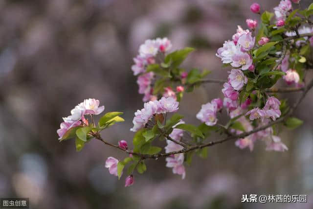 最美的38首海棠花诗词，只恐夜深花睡去，故烧高烛照红妆~