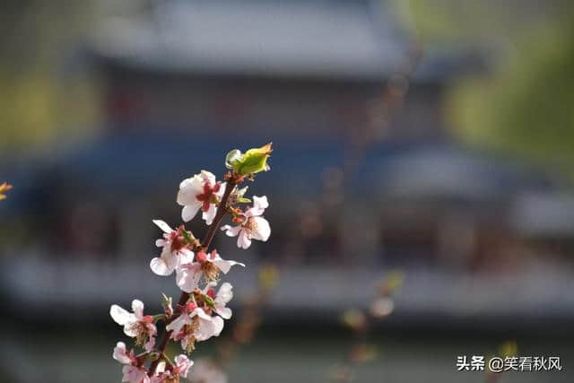 《红楼梦》中这些诗词歌赋不输唐宋名家