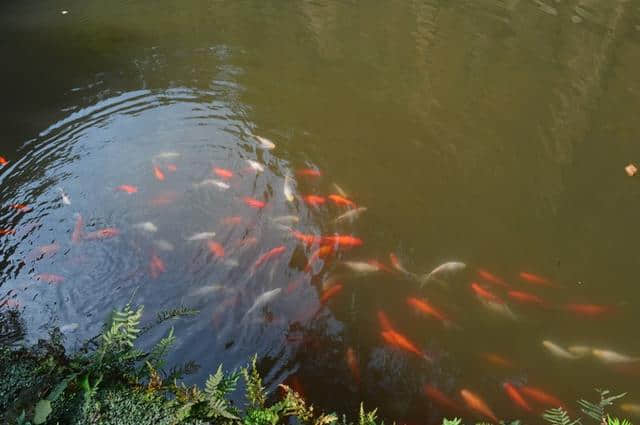 国庆不出远门，来青神中岩寺寻找初恋的味道~