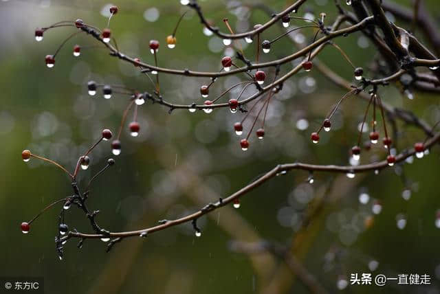 古代小说——《红楼梦》（50--65）