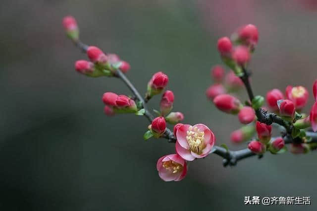 春暖花开时，海棠红依旧：知否，知否，应是红肥绿瘦（美图收藏）