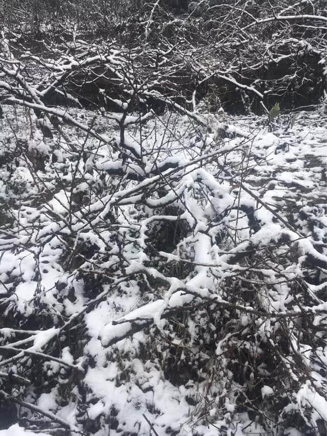 「东方出联」红妆素裹雪中俏 请赐下联！