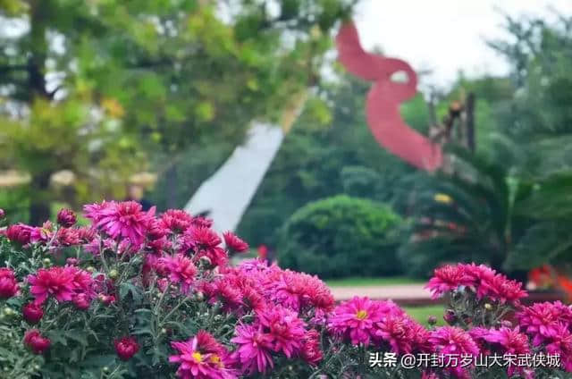 2019开封菊展：万岁山纵情徜徉金菊美景，武侠城穿越体验江湖豪情