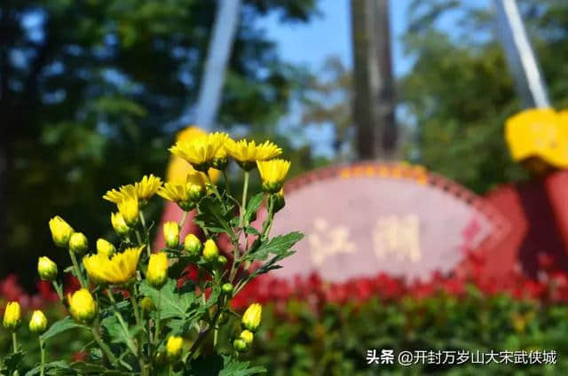 2019开封菊展：万岁山纵情徜徉金菊美景，武侠城穿越体验江湖豪情