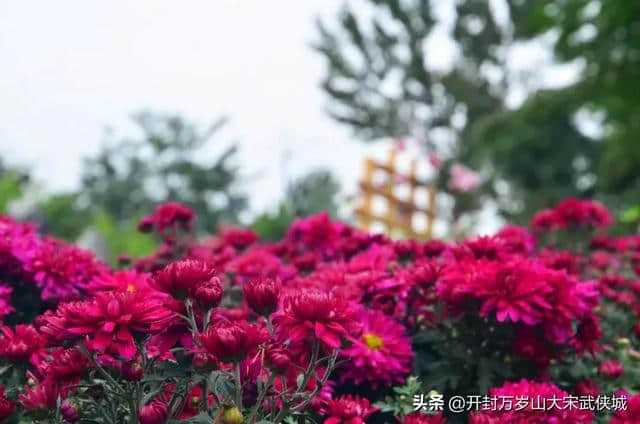 2019开封菊展：万岁山纵情徜徉金菊美景，武侠城穿越体验江湖豪情