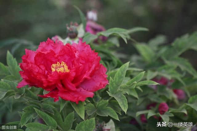 王维的《红牡丹》诗，红花当然配绿叶，红花还要有花语和情感