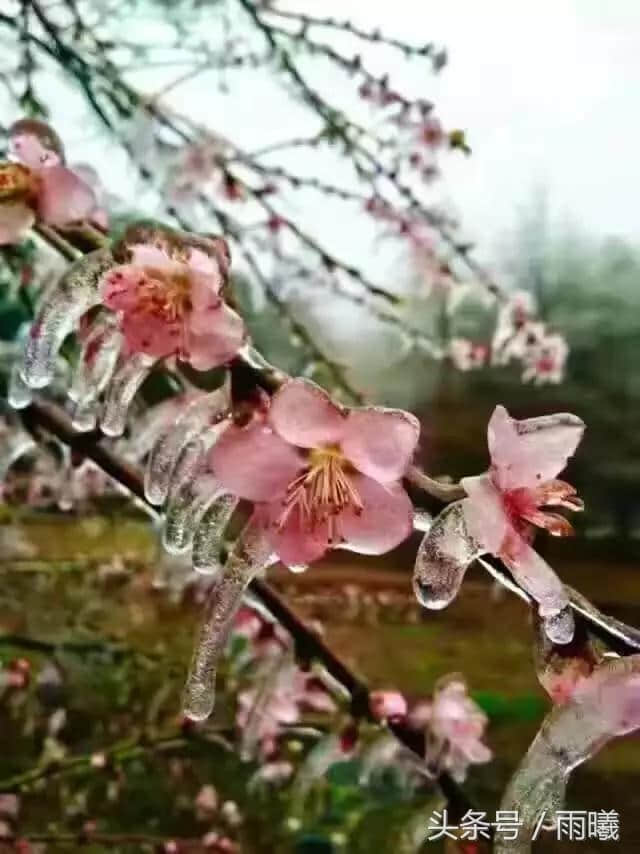 且看明朝待雪日，红妝素裹傲江山