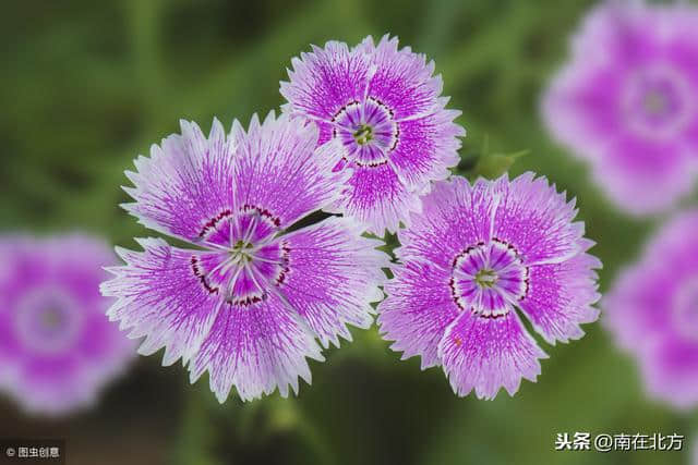 史上最全的飞花令——红