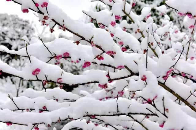 不怕冻死在春天，就怕错过“桃花雪”，尽管还有红海棠