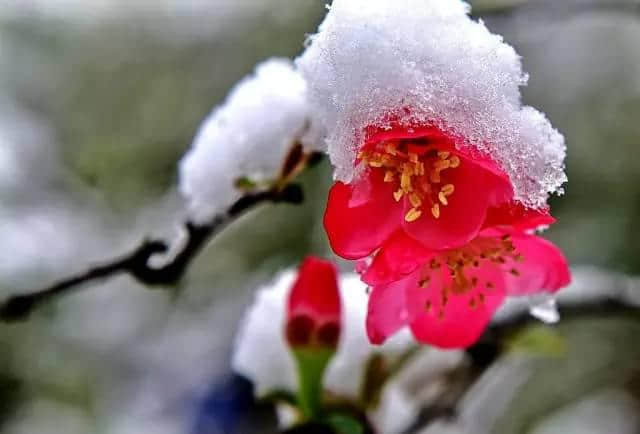 不怕冻死在春天，就怕错过“桃花雪”，尽管还有红海棠