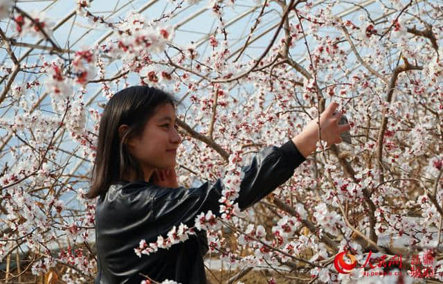 新疆吐鲁番：红杏枝头春意闹