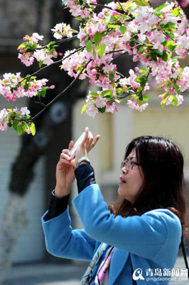 青岛八大关海棠红了 最美海棠花径人花争艳