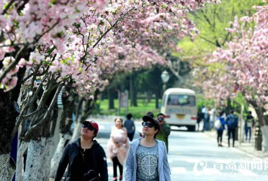 青岛八大关海棠红了 最美海棠花径人花争艳