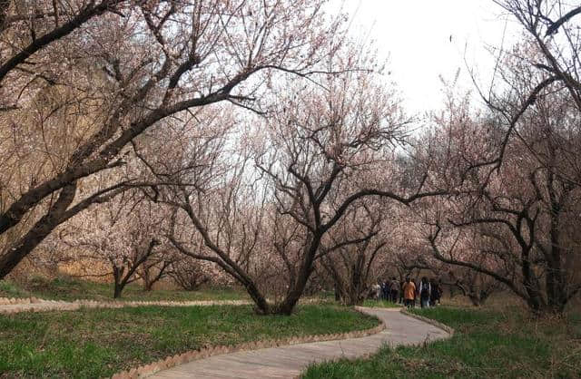 知否知否？ 郑州樱桃沟花儿红肥绿瘦