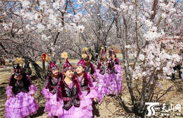 巴里坤县：红杏枝头春意闹 踏春赏花正当时