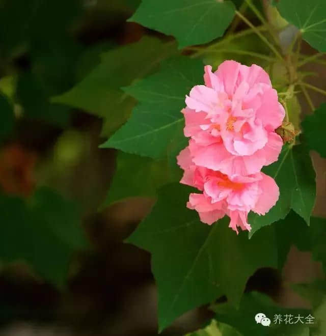 绝技｜人间绝色——木芙蓉！