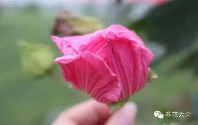 绝技｜人间绝色——木芙蓉！