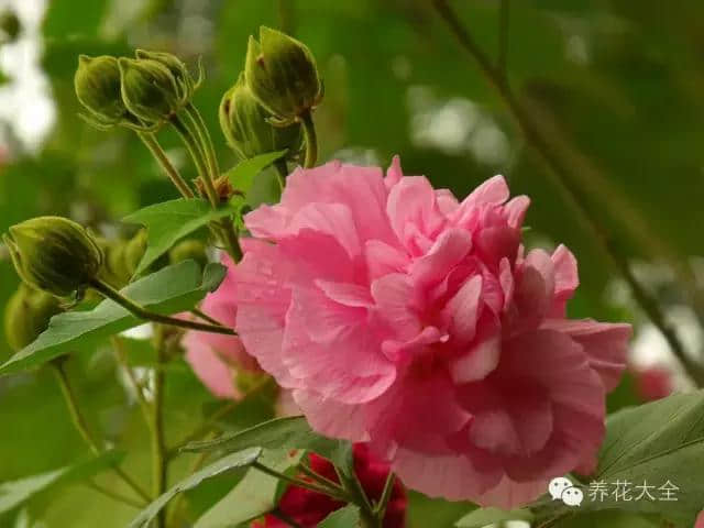 绝技｜人间绝色——木芙蓉！