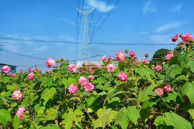 江南最美的木芙蓉花海，就在兰溪诸葛的这个少数民族村 这个周末，约起！