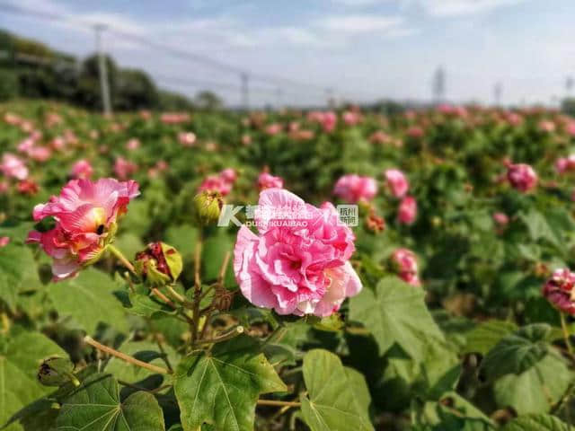 江南最美的木芙蓉花海，就在兰溪诸葛的这个少数民族村 这个周末，约起！