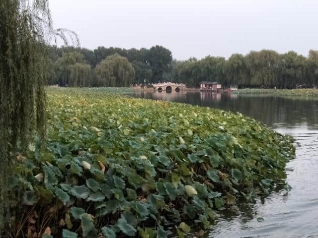 游圆明园：荷尽已无擎雨盖，菊残犹有傲霜枝