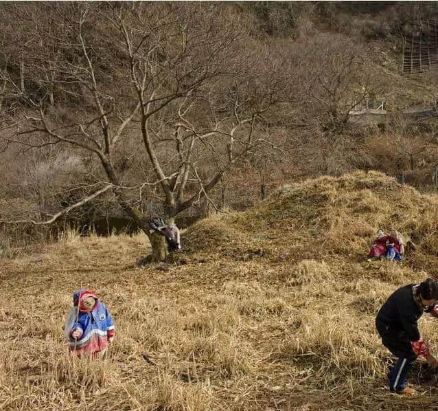 细思极恐丨日本无人村变诡异“娃娃谷”