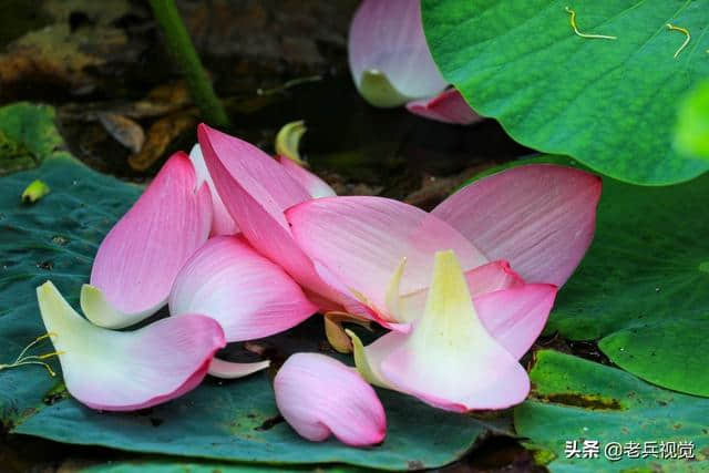 大连劳动公园：荷叶罗裙一色裁，芙蓉向脸两边开