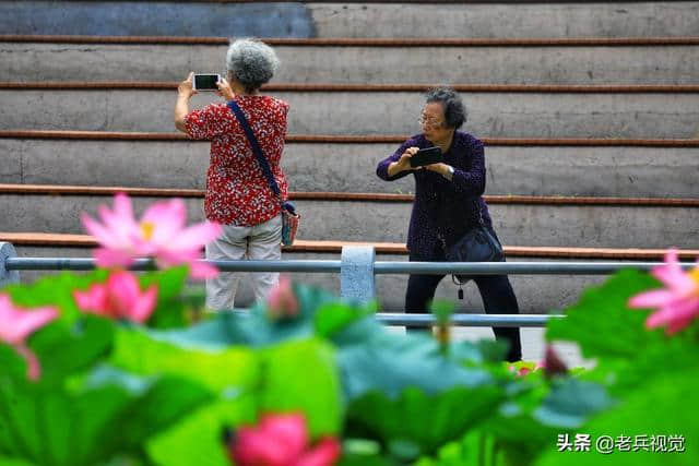 大连劳动公园：荷叶罗裙一色裁，芙蓉向脸两边开