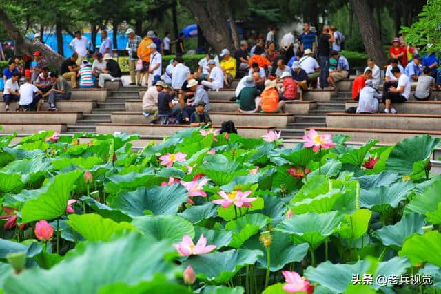 大连劳动公园：荷叶罗裙一色裁，芙蓉向脸两边开