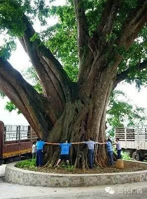 上林县发现一棵500年的木棉树 网友赞其为“千手观音”树