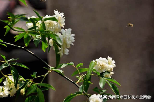 想要庭院有花香有花海，就种木香花，堪称世界上最香的花