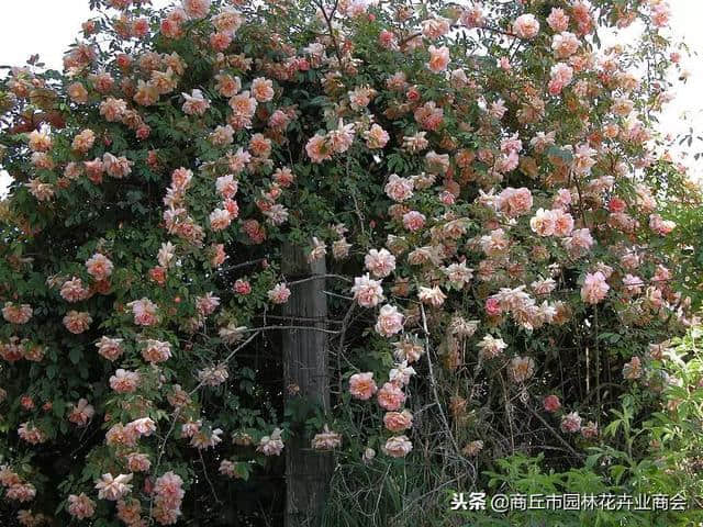 想要庭院有花香有花海，就种木香花，堪称世界上最香的花