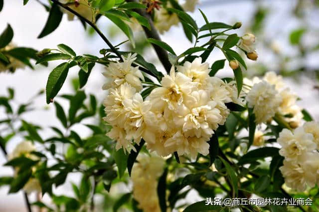 想要庭院有花香有花海，就种木香花，堪称世界上最香的花