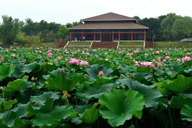 洛阳西霞院百亩荷花开了，荷风送香气，竹露滴清响