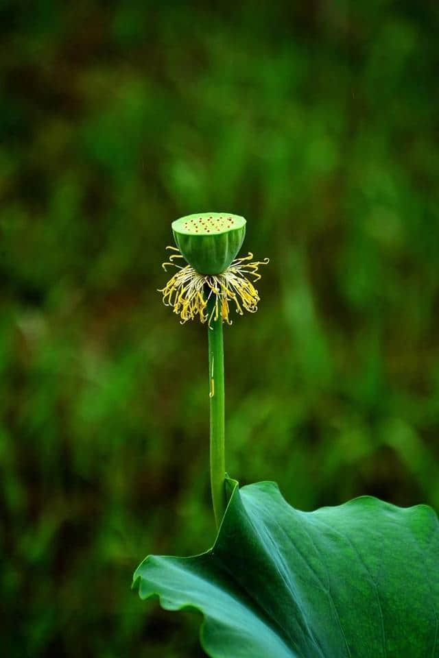 洛阳西霞院百亩荷花开了，荷风送香气，竹露滴清响