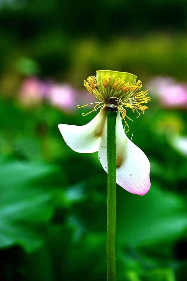 洛阳西霞院百亩荷花开了，荷风送香气，竹露滴清响