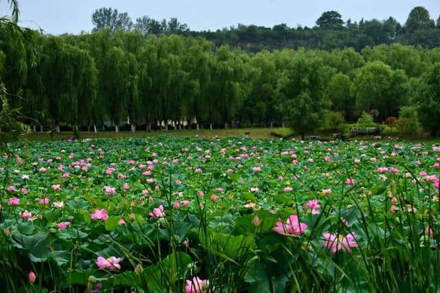 洛阳西霞院百亩荷花开了，荷风送香气，竹露滴清响