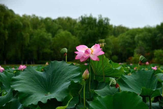 洛阳西霞院百亩荷花开了，荷风送香气，竹露滴清响