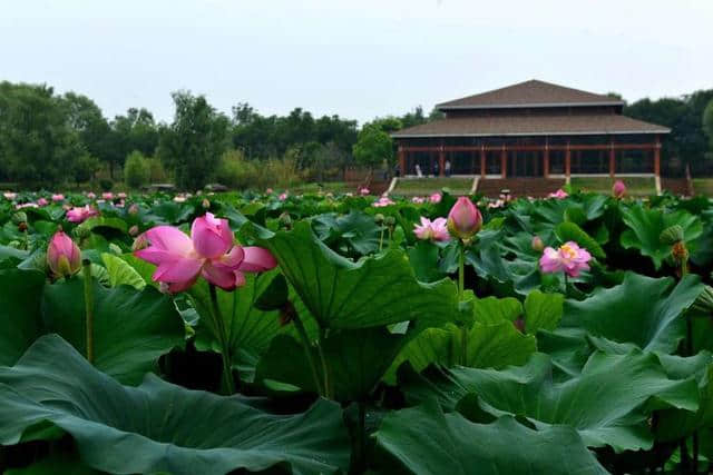 洛阳西霞院百亩荷花开了，荷风送香气，竹露滴清响