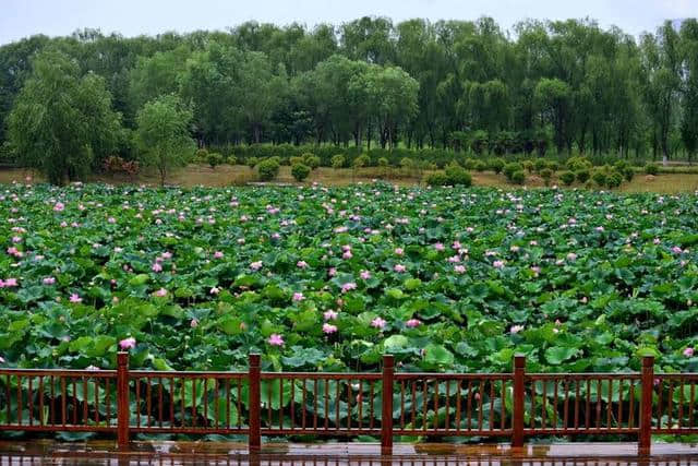 洛阳西霞院百亩荷花开了，荷风送香气，竹露滴清响