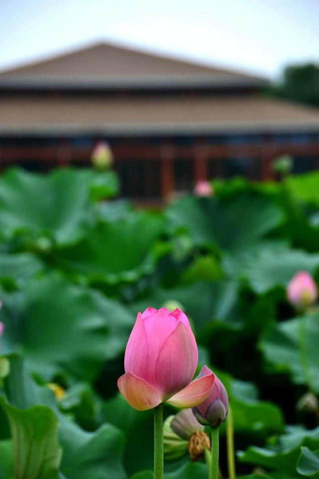 洛阳西霞院百亩荷花开了，荷风送香气，竹露滴清响