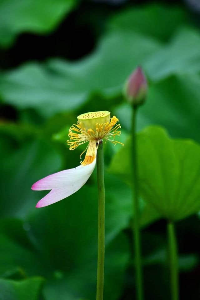 洛阳西霞院百亩荷花开了，荷风送香气，竹露滴清响