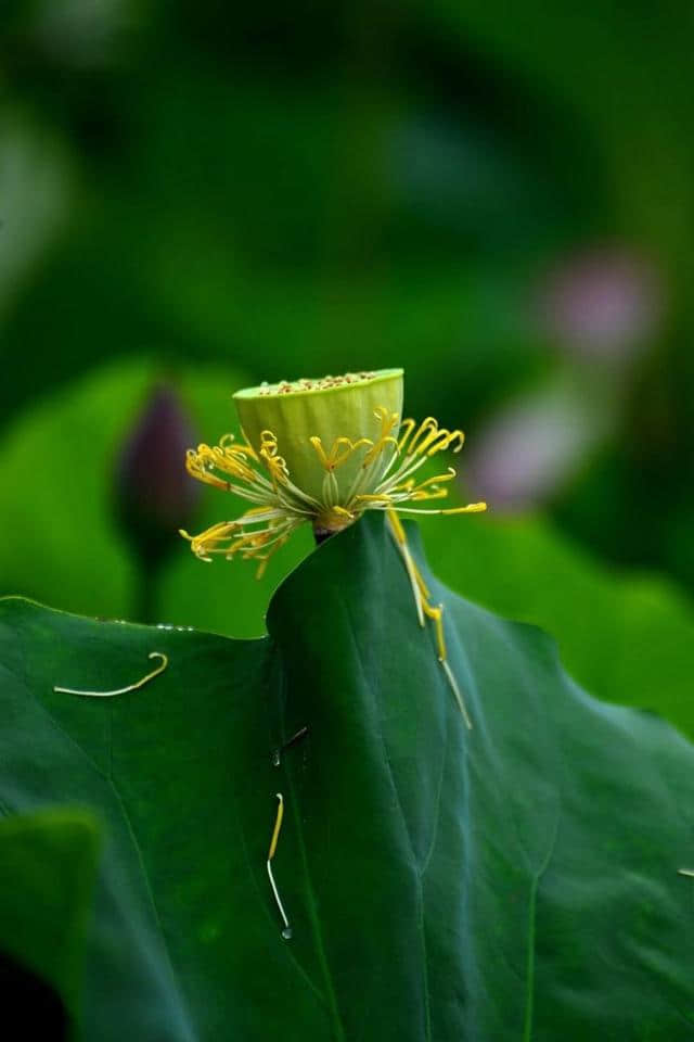 洛阳西霞院百亩荷花开了，荷风送香气，竹露滴清响